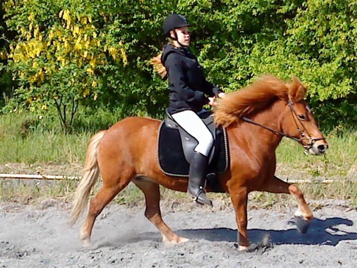Islænder Embla fra Hessellund - Iben (ejer) rider dressur (: *fotograf: mig* billede 5