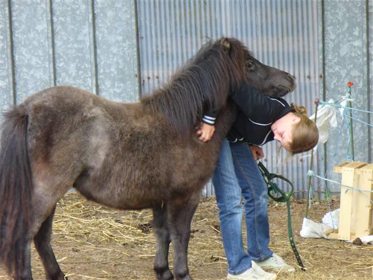 Shetlænder Bergeruds Jasmin - Og der bliver nusset :b billede 4
