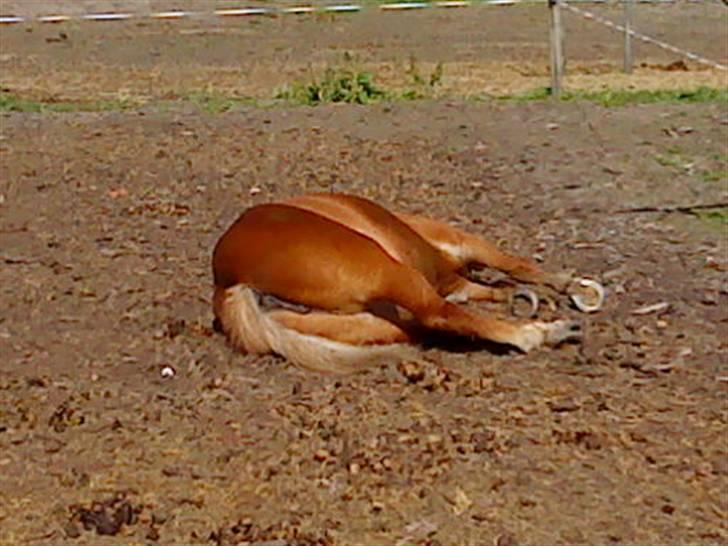 Islænder Embla fra Hessellund - Embla ligger og sover (: *Fotograf: Mig* billede 7