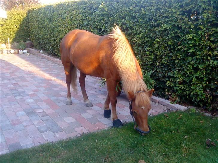 Islænder Embla fra Hessellund - Embla på besøg i min have (: *Fotograf: Mig* billede 8