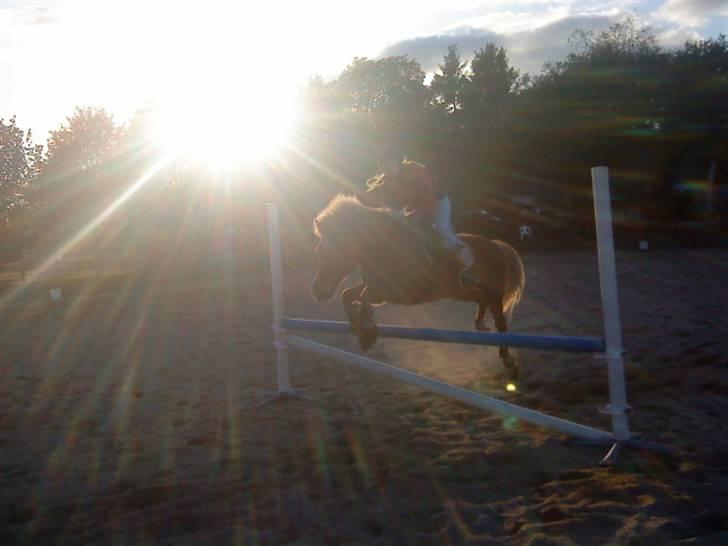 Islænder Embla fra Hessellund - Mig og Embla springer 70 cm. <3 *Fotograf: Iben * billede 11