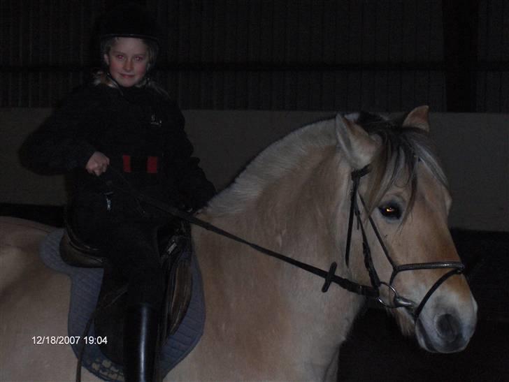 Fjordhest Laban (R.I.P) billede 2