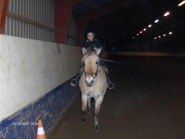 Fjordhest Laban (R.I.P) - kig ikke på mig  billede 3