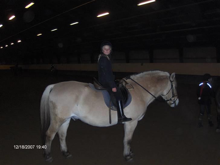 Fjordhest Laban (R.I.P) billede 4