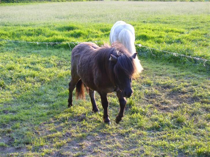 Shetlænder Bergeruds Jasmin - Og så går de på græs. jasmin og shadow :b billede 5