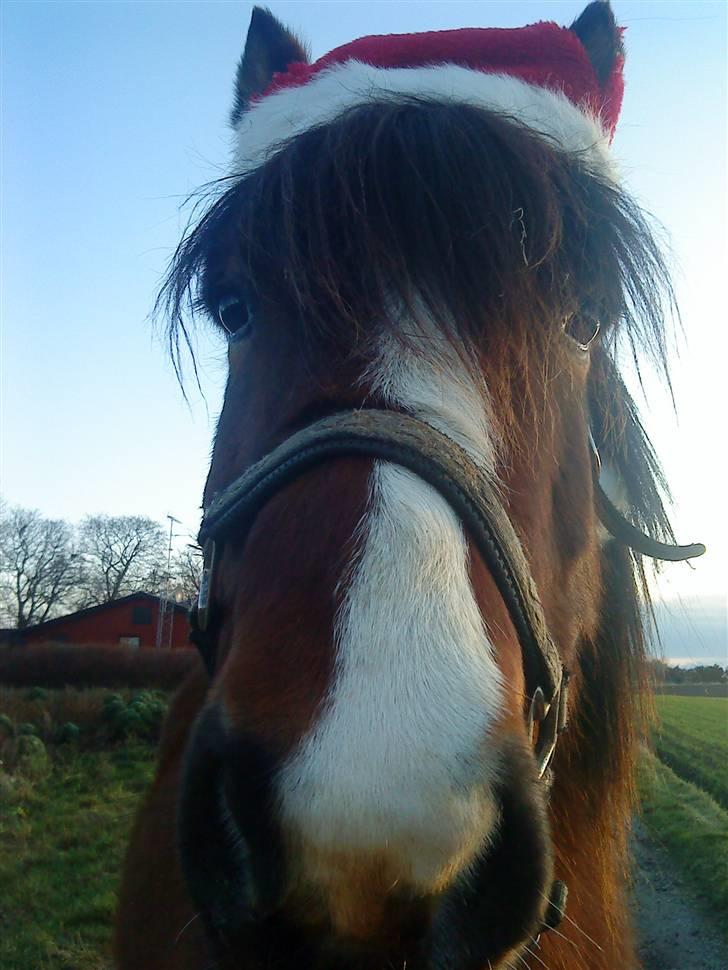 Islænder Heimir fraTókastöðumSOLGT - Heirmir <3 billede 1