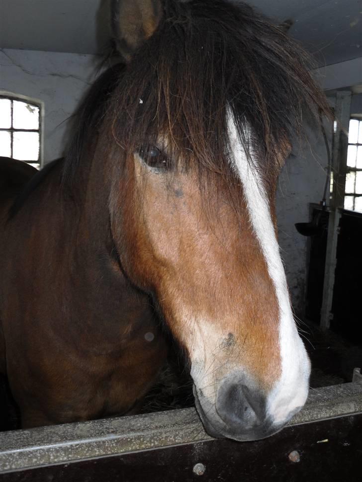 Islænder Heimir fraTókastöðumSOLGT - nogle måneder gamle billeder :) billede 2