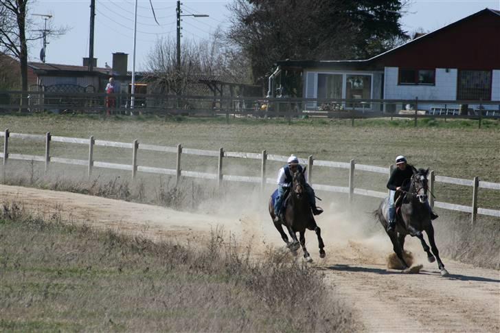 Fuldblod (XX) Kozlak XX RIP billede 9