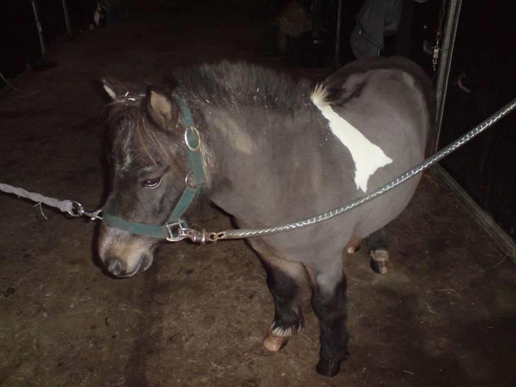 Shetlænder Lille skid (Solgt) - Halvt klippet pony :D billede 13