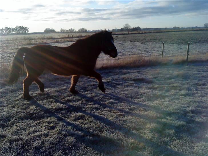 Islænder Heimir fraTókastöðumSOLGT - uhadada har man lige en lækker trav eller hvad?;D <3 billede 3