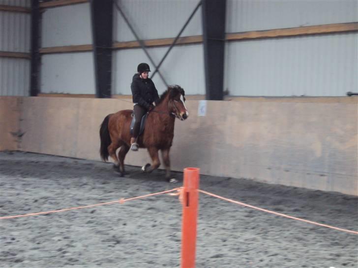 Islænder Heimir fraTókastöðumSOLGT - Nyt; 28 Februar undervisning <3 billede 4