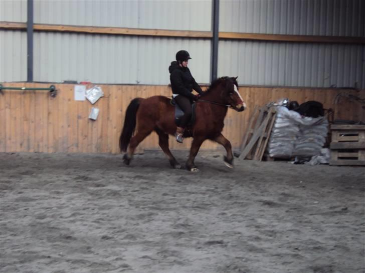 Islænder Heimir fraTókastöðumSOLGT - Nyt; 28 Februar undervisning, i trav tror jeg <3 billede 5