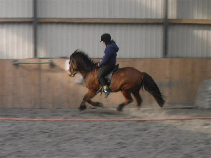 Islænder Heimir fraTókastöðumSOLGT - 29 april 2010, Gallop Gallop :) billede 6