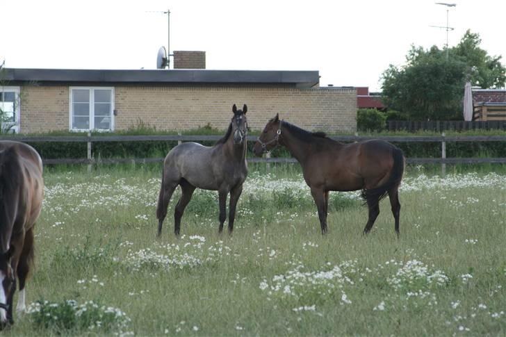 Fuldblod (XX) Kozlak XX RIP billede 10