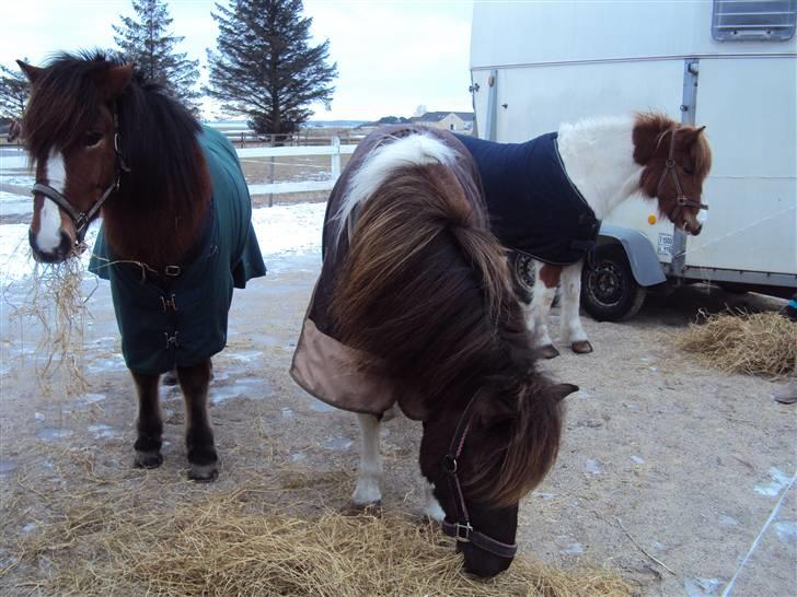 Islænder Heimir fraTókastöðumSOLGT - Til Hildingur firmakeppni på folden sammen med Gletta & Hrund <3 billede 7