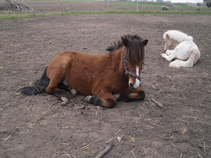 Islænder Heimir fraTókastöðumSOLGT - Jeg tager mig lige en morfar :D billede 8