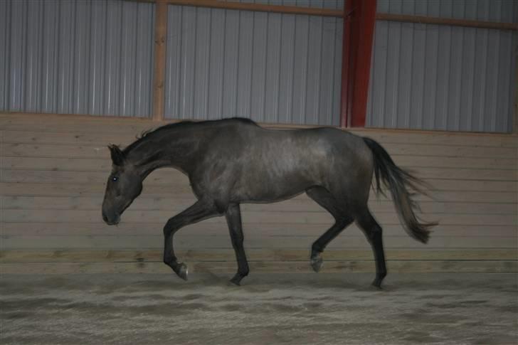 Fuldblod (XX) Kozlak XX RIP billede 11