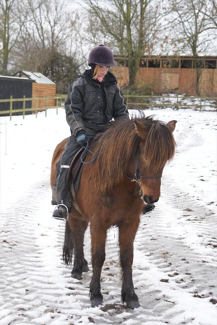 Islænder Sleipnir f Dyssemosen solgt - #7 nyt. mig og basse er vi ikk smukke billede 7