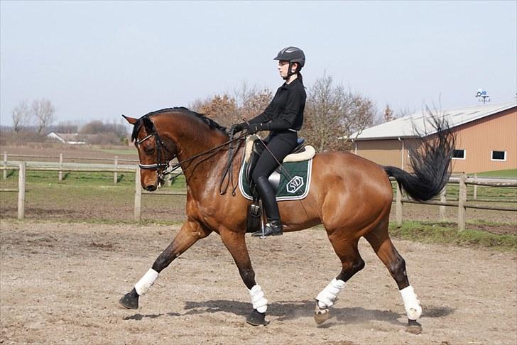 Dansk Varmblod Søgårds Rasandi - SOLGT - Træning d. 7. april 2010 (: Dejlige Ralle <3 billede 1