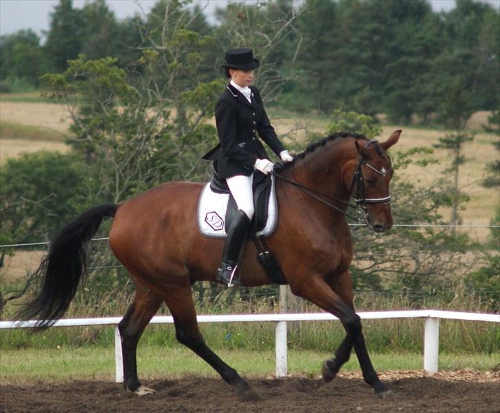 Dansk Varmblod Søgårds Rasandi - SOLGT - Stævne i Løgstrup d. 14. Aug 2010. billede 4