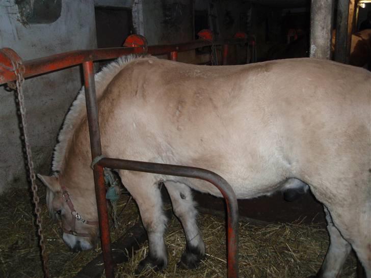 Fjordhest Jackson, solgt  - dato: 24/10-09 Hos hestehandleren, hvor jeg købte ham - efter prøve turen :D  billede 1