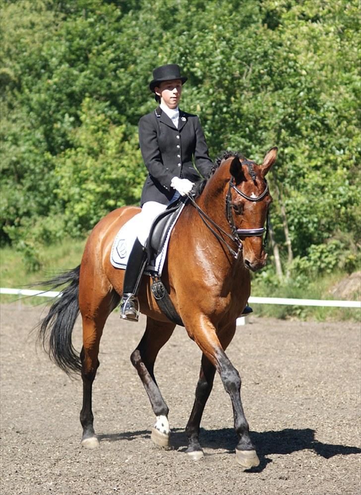 Dansk Varmblod Søgårds Rasandi - SOLGT - Stævne i BIG d. 27 juni 2010 (: billede 5