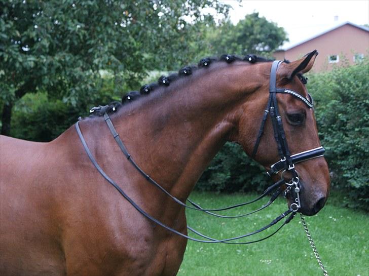 Dansk Varmblod Søgårds Rasandi - SOLGT - Model billeder med kandar d. 22 Juli 2010 (: billede 6