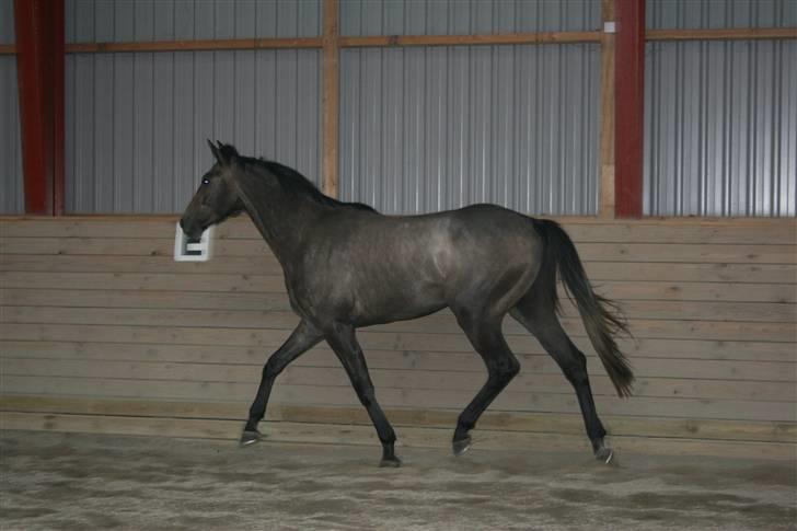 Fuldblod (XX) Kozlak XX RIP billede 12