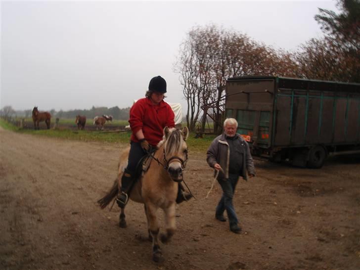 Fjordhest Jackson, solgt  - dato: 24/10-09: første gang jeg sidder på Jackson. I skal ikke tage jer af mit ansigtsudtryk. det ligner jeg er sur, men jeg koncentrerer mig blot billede 2