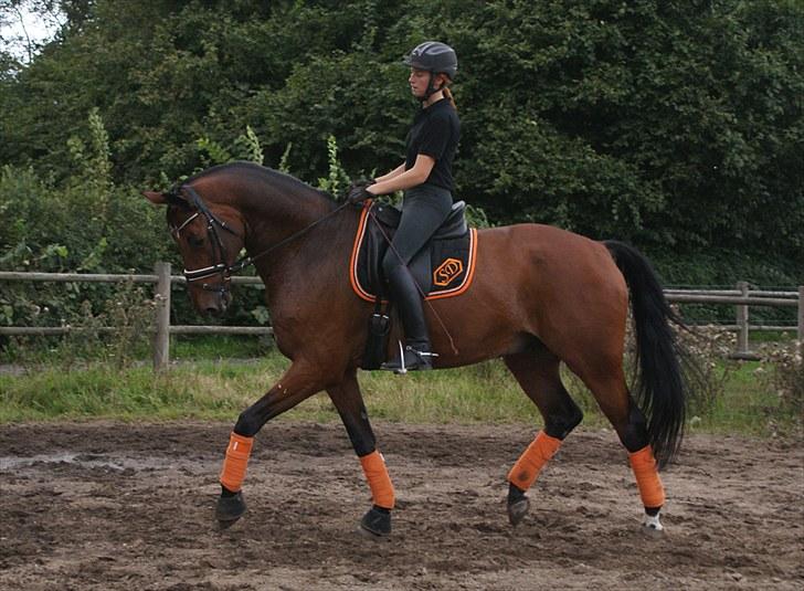 Dansk Varmblod Søgårds Rasandi - SOLGT - Træning d. 30 august 2010 (: billede 11