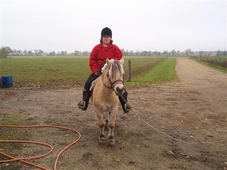 Fjordhest Jackson, solgt  - dato: 24/10-09: første gang jeg sidder på Jackson. billede 3