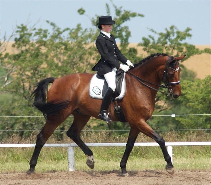 Dansk Varmblod Søgårds Rasandi - SOLGT - Stævne i Løgstrup d. 15. Aug 2010. billede 16