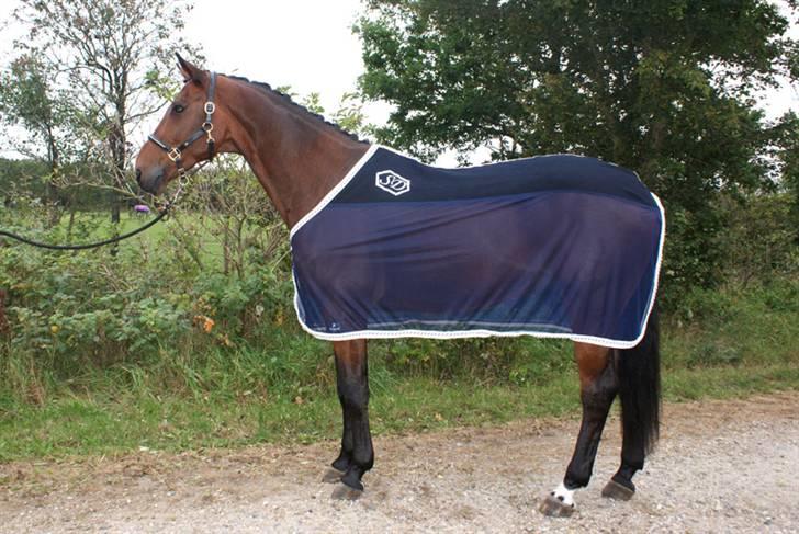 Dansk Varmblod Søgårds Rasandi - SOLGT - Stævne i Holstebro d. 27 september 09 :) Model med netdækken på :) billede 20