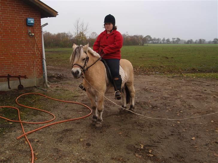Fjordhest Jackson, solgt  - dato: 24/10-09: første gang jeg sidder på Jackson. billede 4