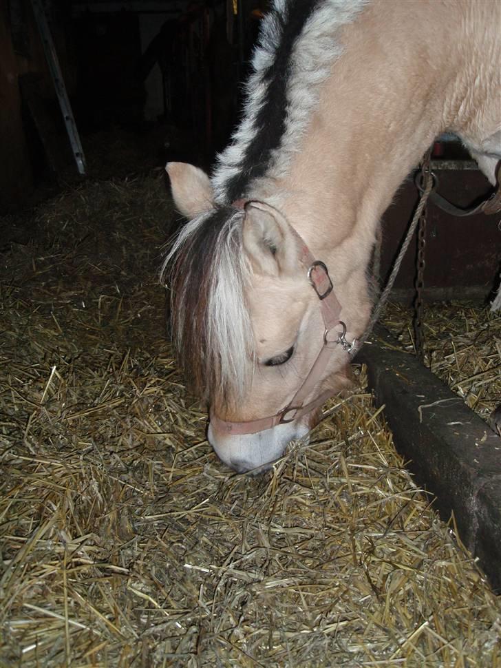 Fjordhest Jackson, solgt  - dato: 24/10-09: Jackson efter rideturen. Jeg kan godt lide dette hovedbillede. billede 5