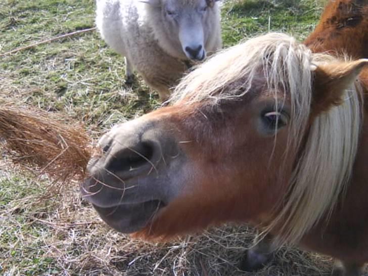 Anden særlig race sam (passer) billede 1