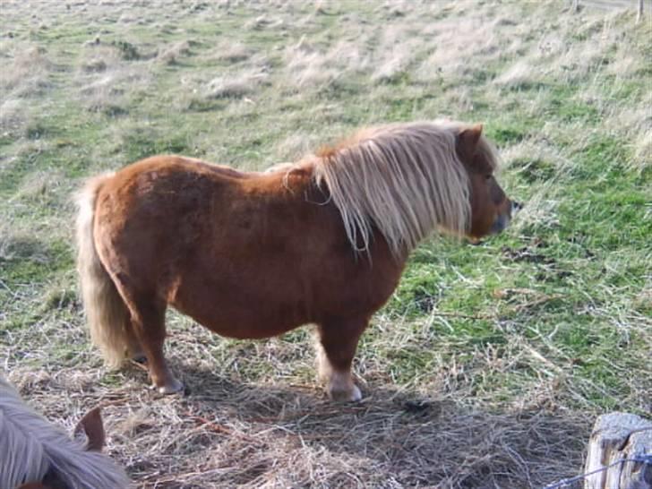 Anden særlig race sam (passer) billede 2