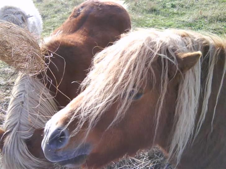 Anden særlig race sam (passer) billede 3