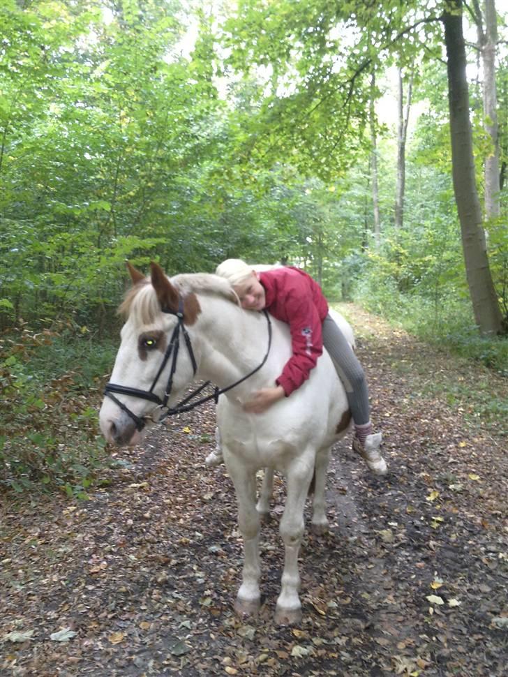 Pinto Two Eyed Shaggy  billede 3