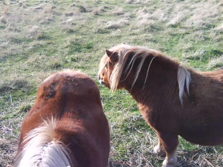 Anden særlig race sam (passer) billede 4
