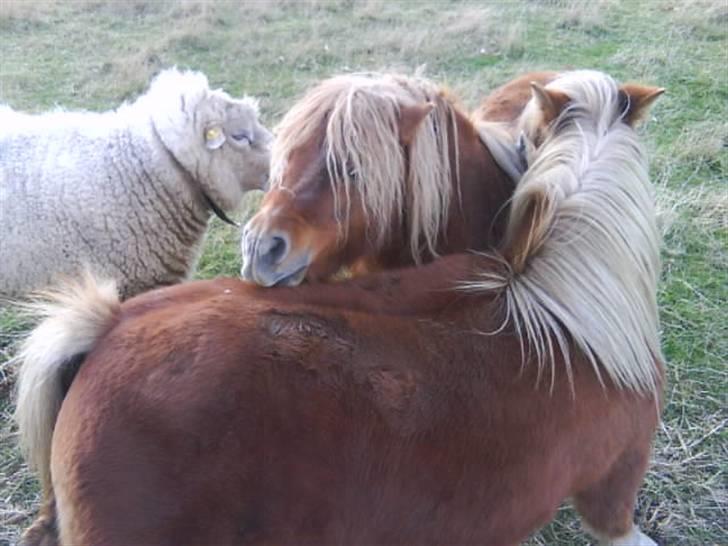 Anden særlig race sam (passer) billede 5