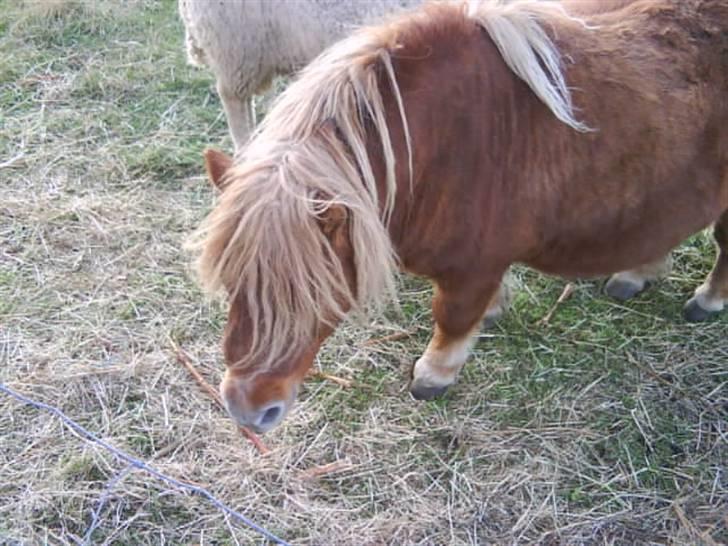 Anden særlig race sam (passer) billede 6