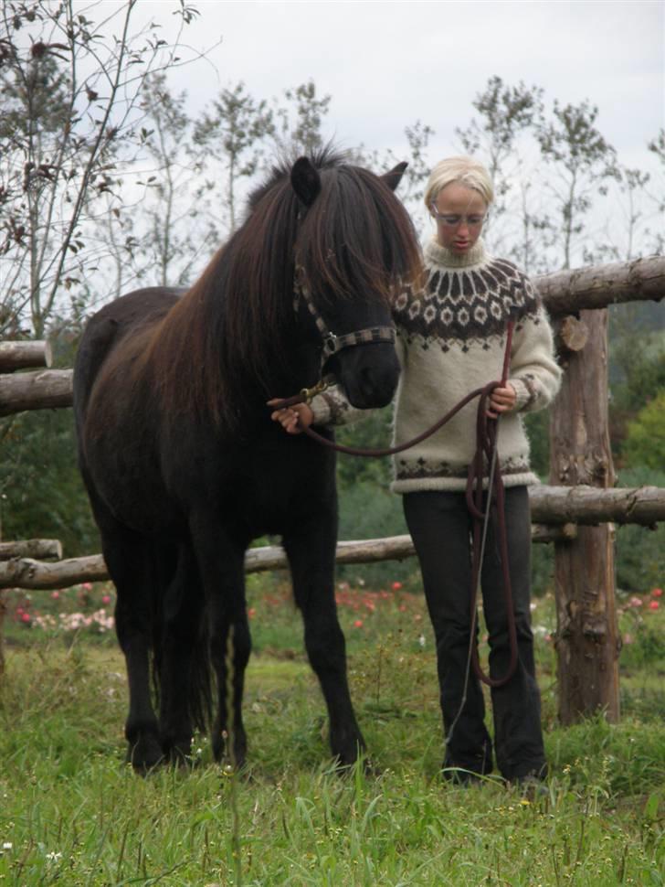 Islænder Kvásir Fra Hammelsvang *solgt* -  Vi træner ´bakke´ billede 18