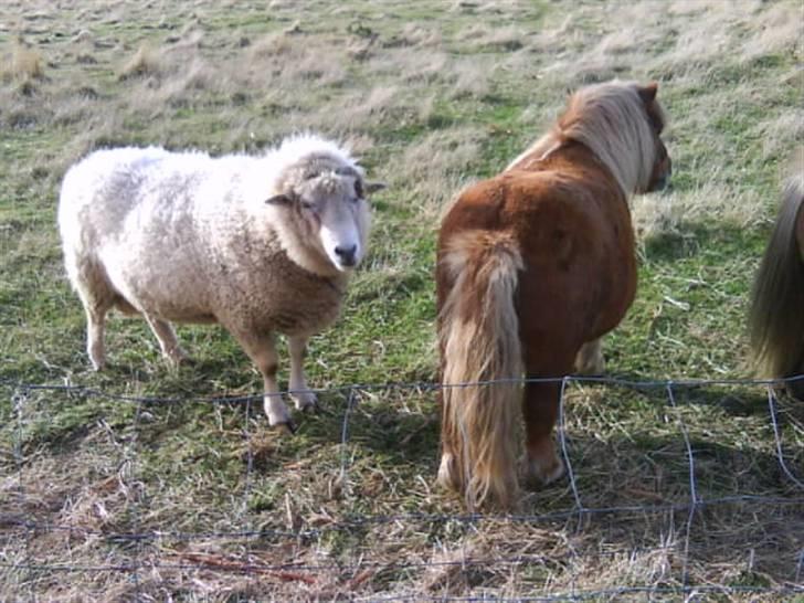 Anden særlig race sam (passer) billede 7