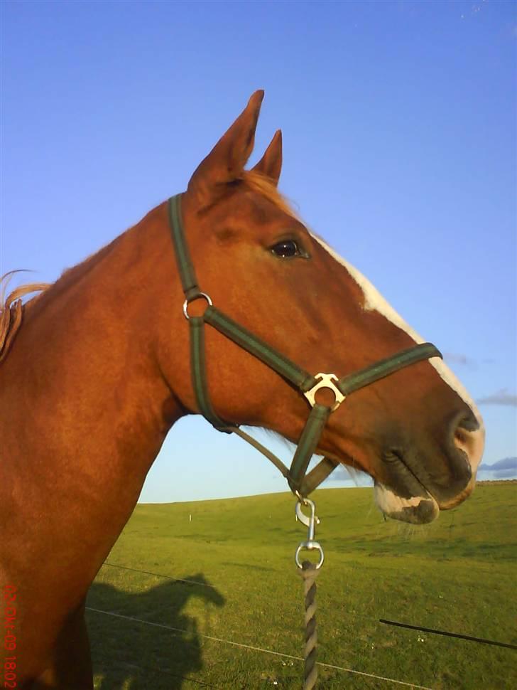 Frederiksborg Maja - Gammel part billede 1