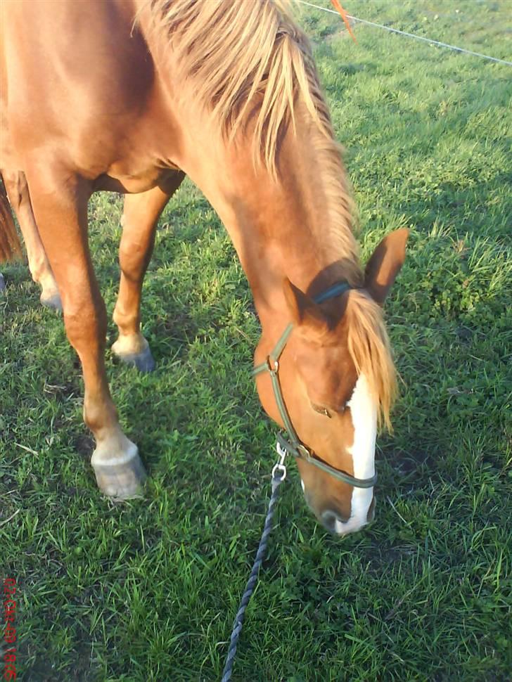 Frederiksborg Maja - Gammel part billede 2