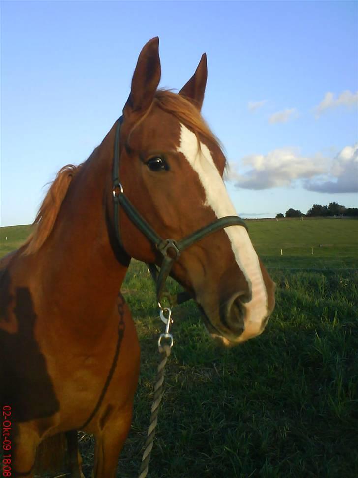 Frederiksborg Maja - Gammel part billede 3