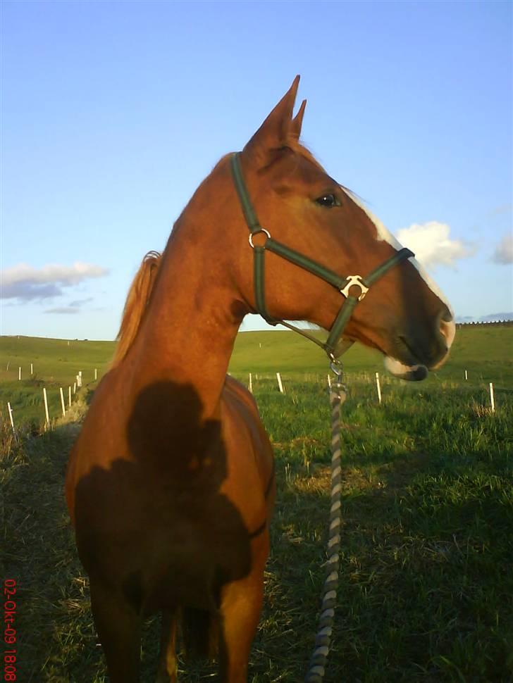 Frederiksborg Maja - Gammel part billede 4