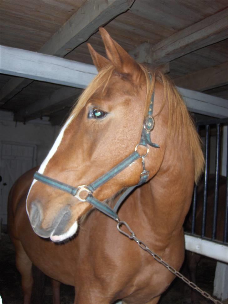 Frederiksborg Maja - Gammel part billede 5