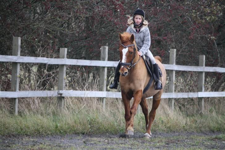 Dansk Varmblod Libero billede 1